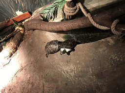 Yellow-eared Sliders at the Swamp World at the Aquatopia aquarium