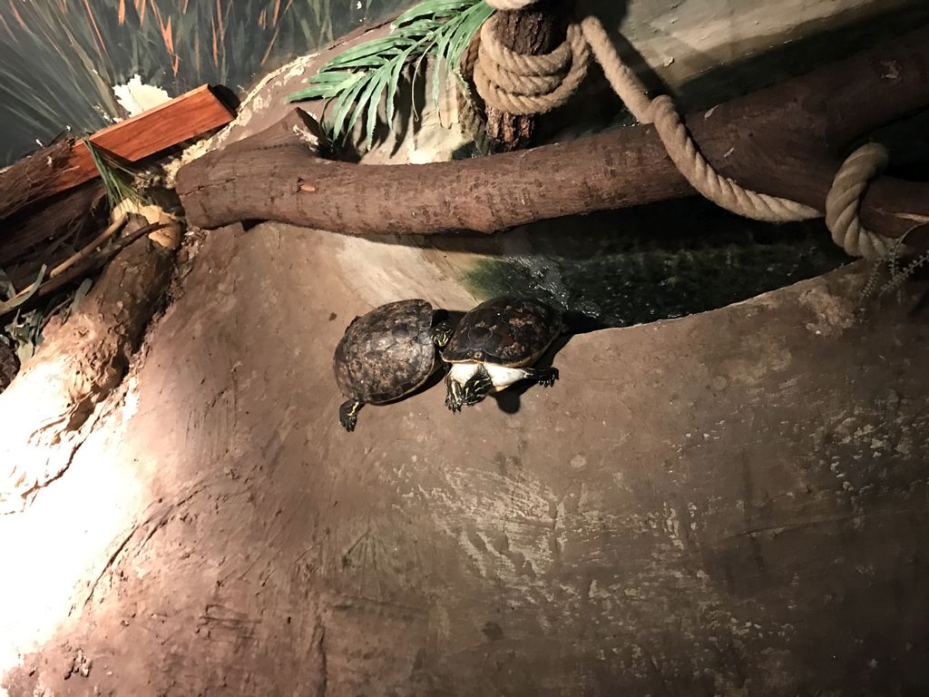 Yellow-eared Sliders at the Swamp World at the Aquatopia aquarium