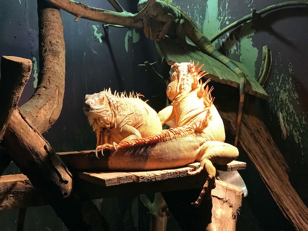 Iguanas at the Swamp World at the Aquatopia aquarium