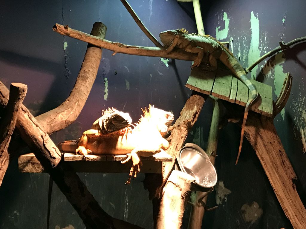 Iguanas at the Swamp World at the Aquatopia aquarium