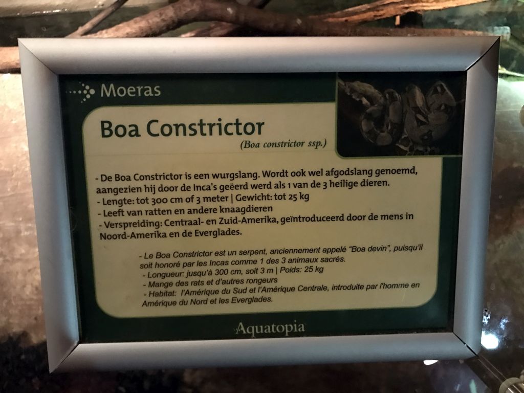 Explanation on the Boa Constrictor at the Swamp World at the Aquatopia aquarium