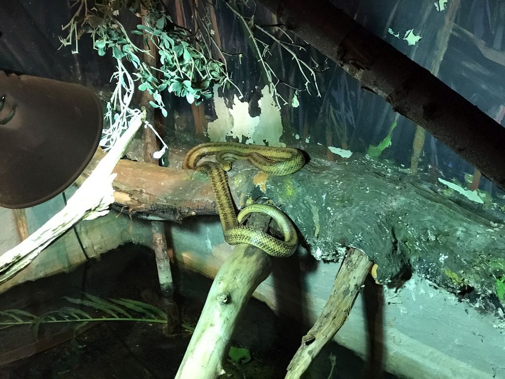 Western Rat Snake at the Swamp World at the Aquatopia aquarium