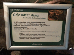 Explanation on the Western Rat Snake at the Swamp World at the Aquatopia aquarium