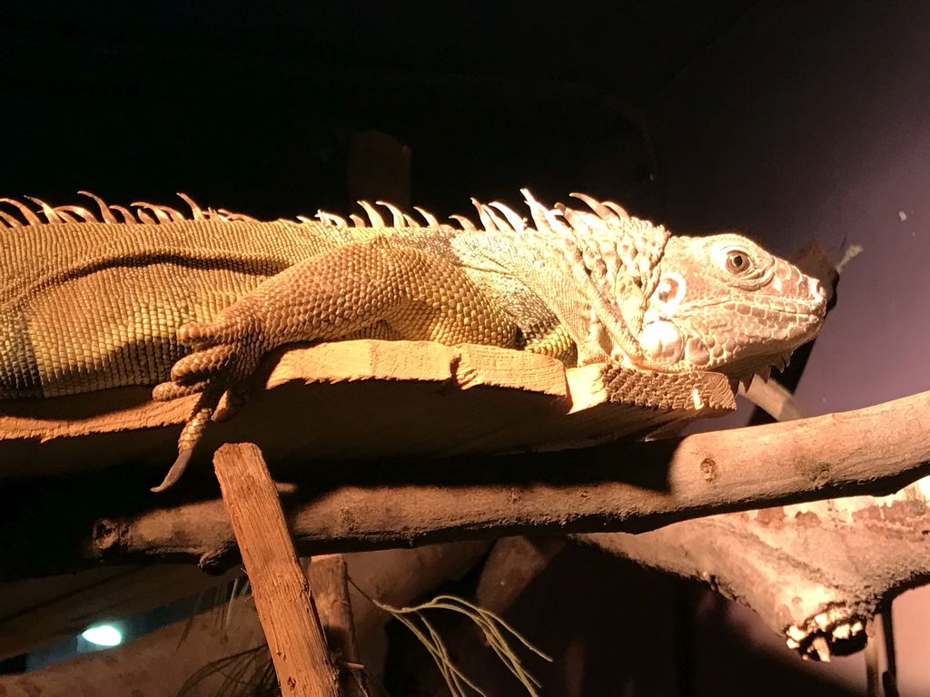 Iguana at the Swamp World at the Aquatopia aquarium