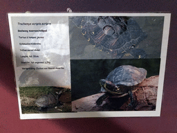 Explanation on the Yellow-eared Slider at the Swamp World at the Aquatopia aquarium