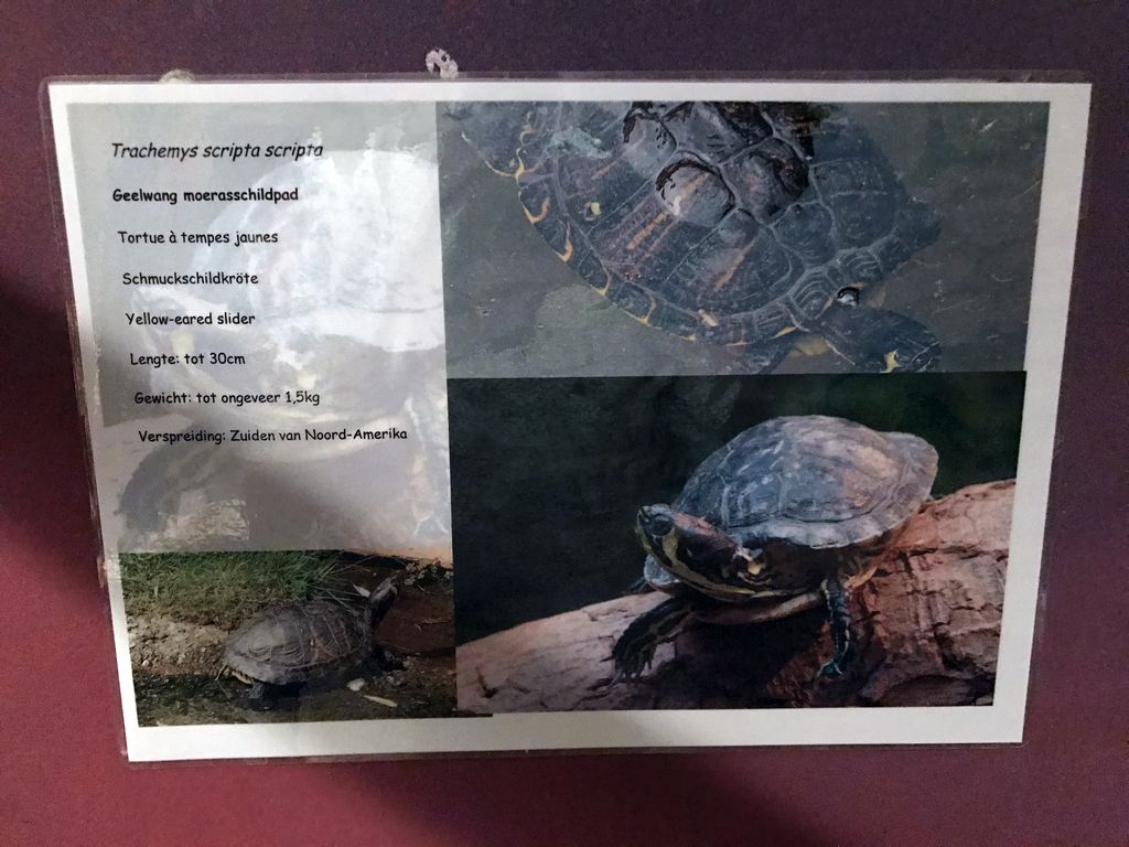 Explanation on the Yellow-eared Slider at the Swamp World at the Aquatopia aquarium