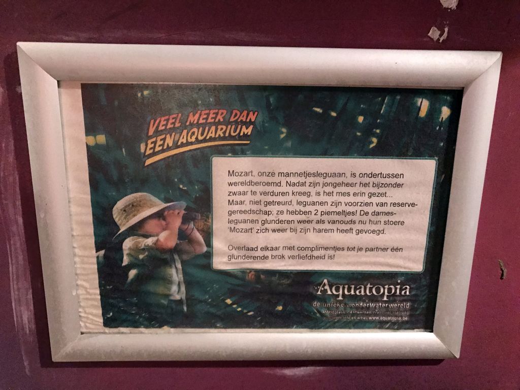Information on Mozart the Iguana at the Swamp World at the Aquatopia aquarium