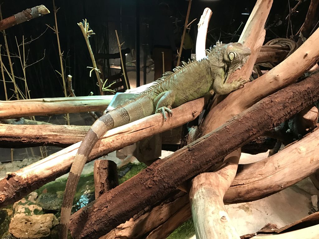 Mozart the Iguana at the Swamp World at the Aquatopia aquarium