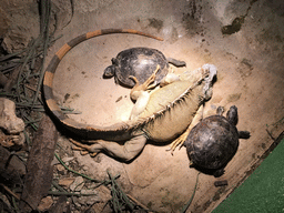 Iguana and turtles at the Swamp World at the Aquatopia aquarium