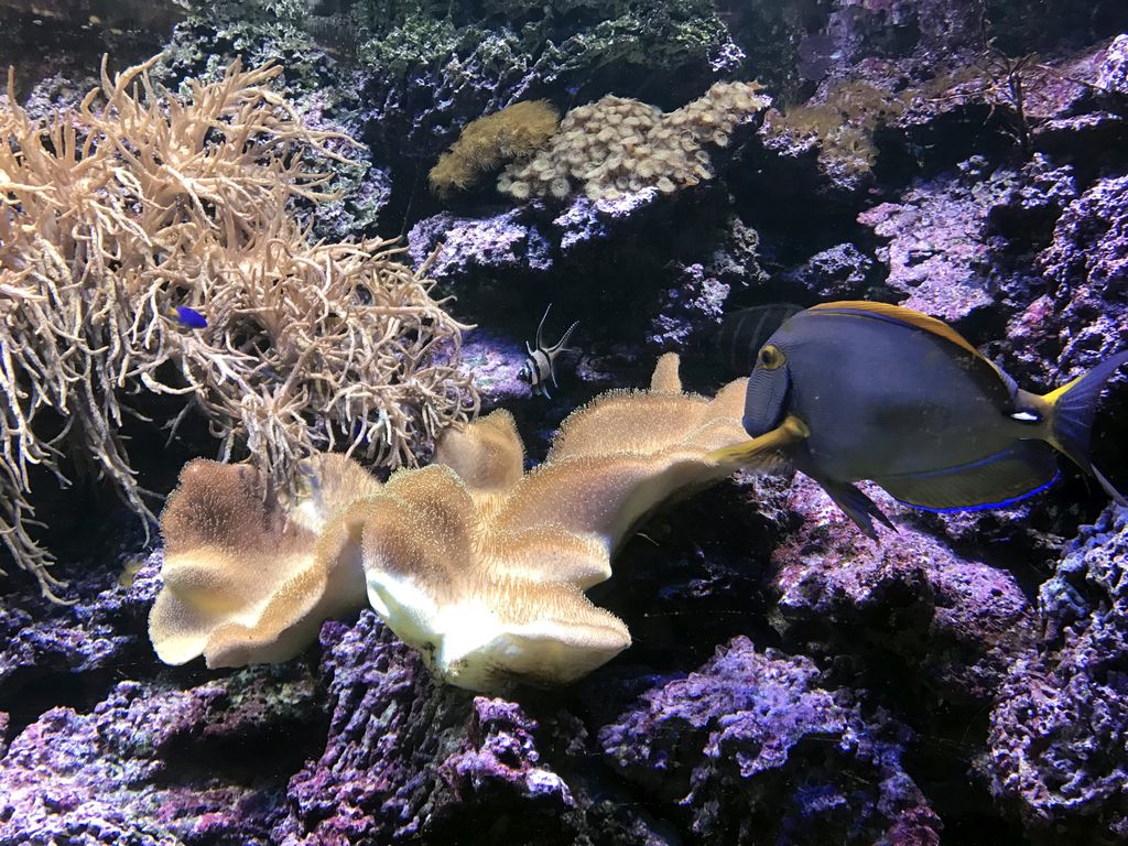 Coral, Banggai Cardinalfish, Blue Tang and other fish at the Coral Reef World at the Aquatopia aquarium
