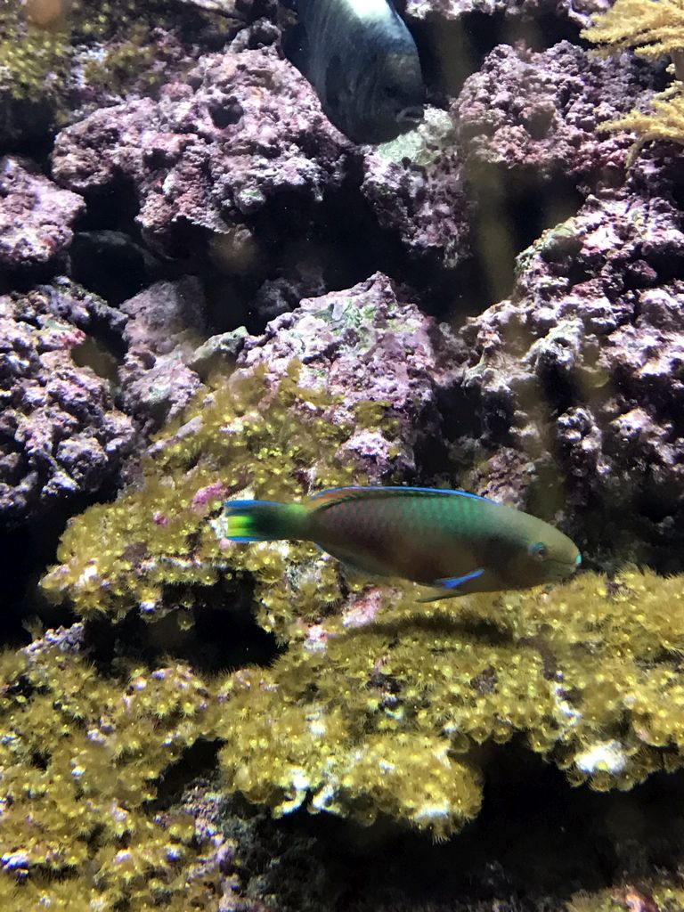 Fish at the Coral Reef World at the Aquatopia aquarium