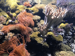 Coral and Blue Tang at the Coral Reef World at the Aquatopia aquarium