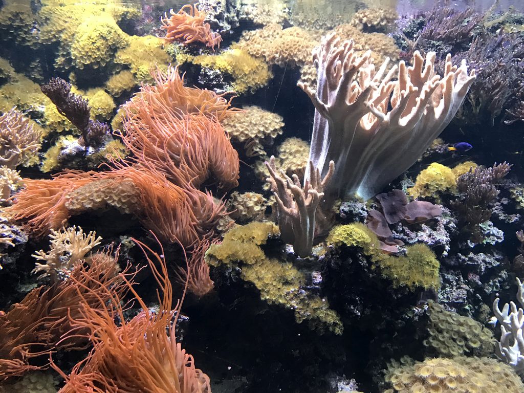 Coral and Blue Tang at the Coral Reef World at the Aquatopia aquarium