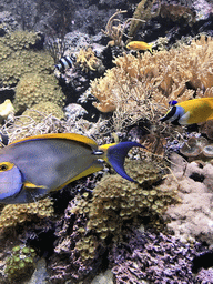 Coral and fish at the Coral Reef World at the Aquatopia aquarium