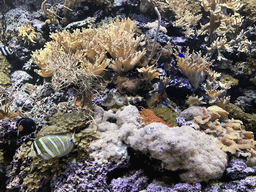 Coral, Blue Tang and other fish at the Coral Reef World at the Aquatopia aquarium