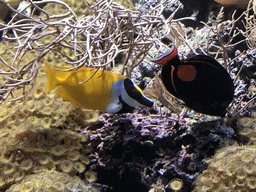 Coral and fish at the Coral Reef World at the Aquatopia aquarium