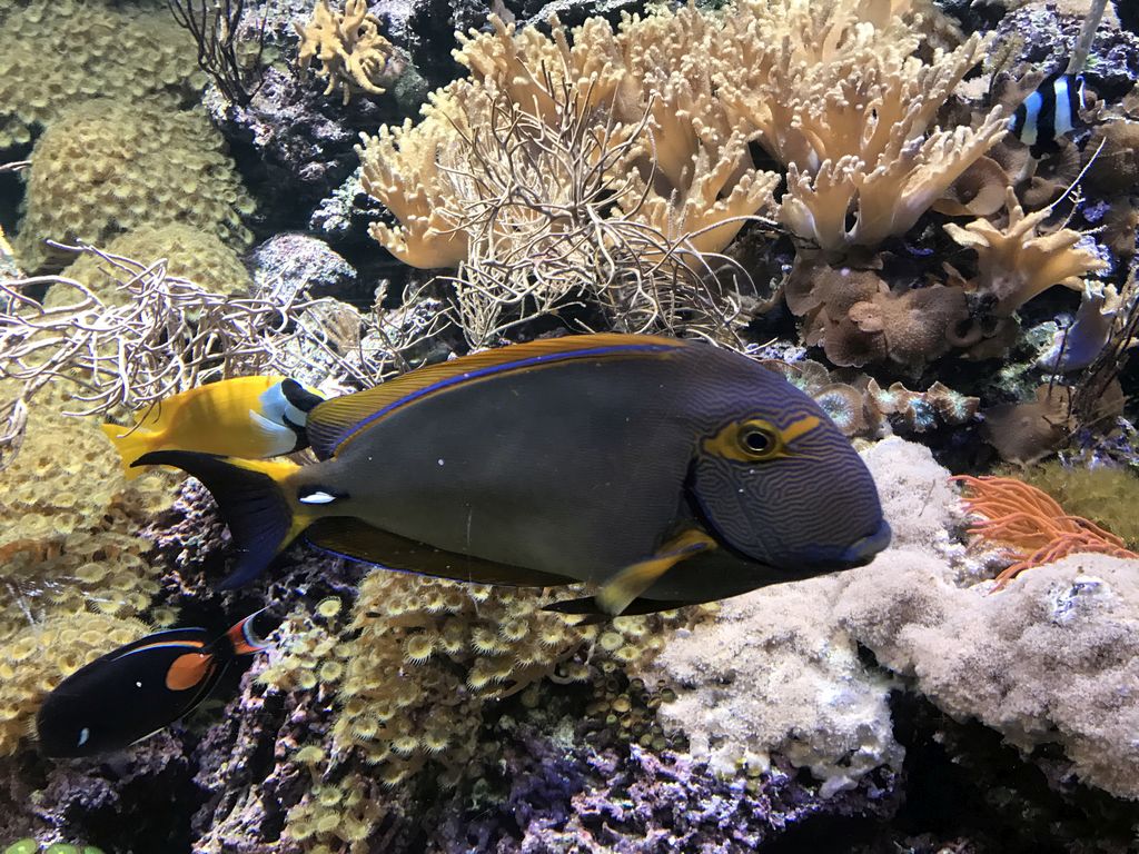 Coral and fish at the Coral Reef World at the Aquatopia aquarium