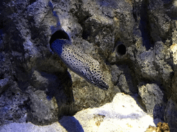 Laced Moray at the Coral Reef World at the Aquatopia aquarium