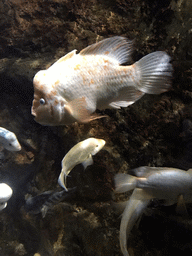 Midas Cichlids and other fish in the Lake Managua aquarium at the Coral Reef World at the Aquatopia aquarium