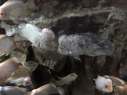 Midas Cichlids and other fish in the Lake Managua aquarium at the Coral Reef World at the Aquatopia aquarium