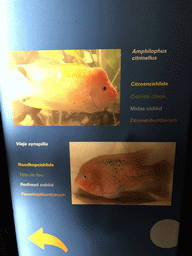 Explanation on the Midas Cichlid and the Redhead Cichlid at the Coral Reef World at the Aquatopia aquarium