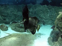 Fish at the Ocean World at the Aquatopia aquarium