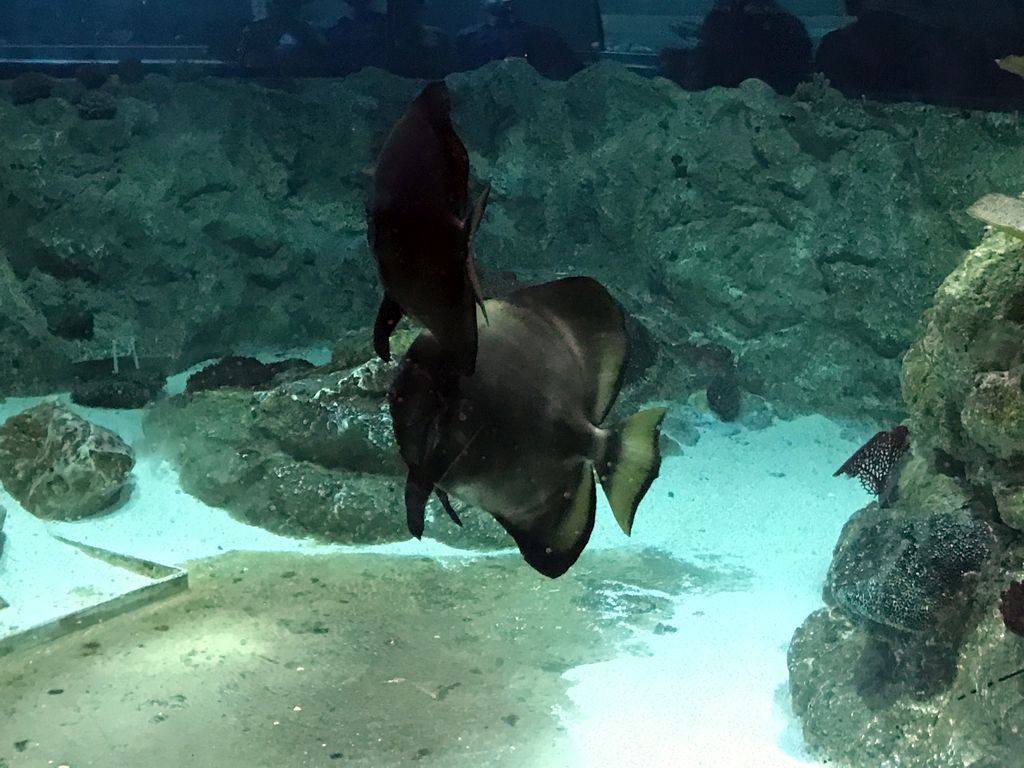 Fish at the Ocean World at the Aquatopia aquarium