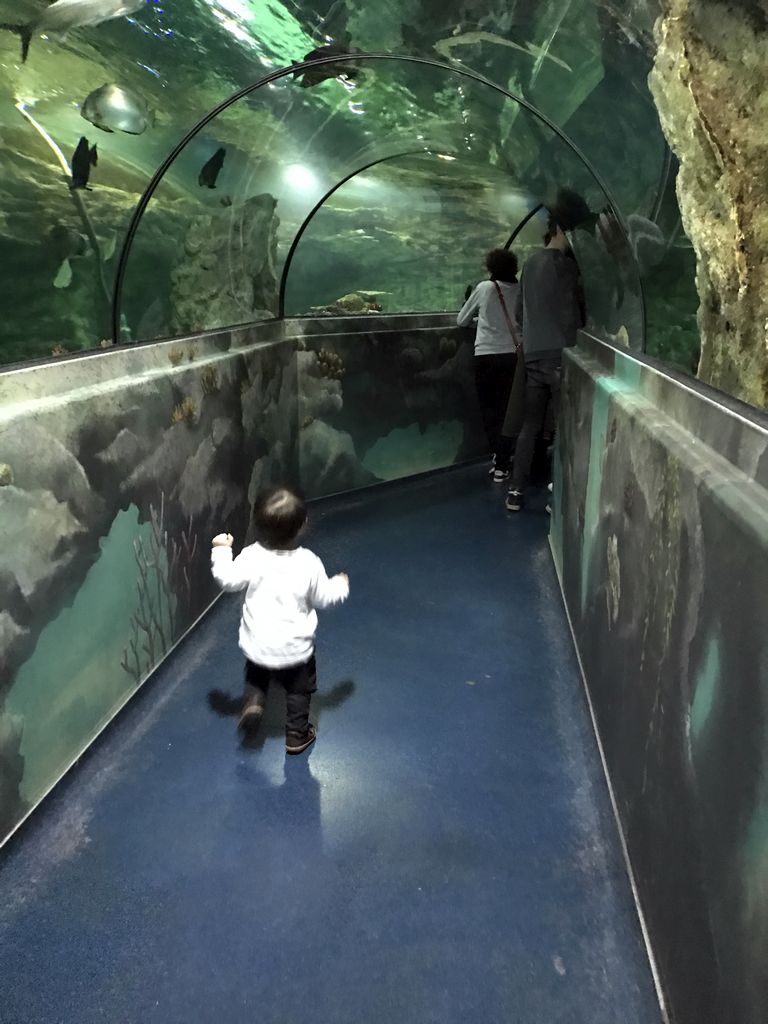 Max and fish at the underwater tunnel at the Ocean World at the Aquatopia aquarium