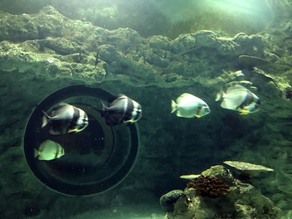 Fish at the underwater tunnel at the Ocean World at the Aquatopia aquarium