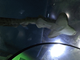 Small-spotted Catshark at the underwater tunnel at the Ocean World at the Aquatopia aquarium