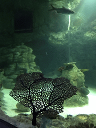 Coral and fish at the underwater tunnel at the Ocean World at the Aquatopia aquarium