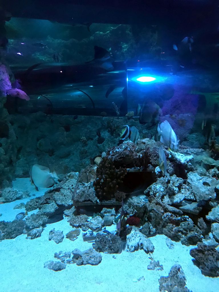 Coral and fish at the underwater tunnel at the Ocean World at the Aquatopia aquarium