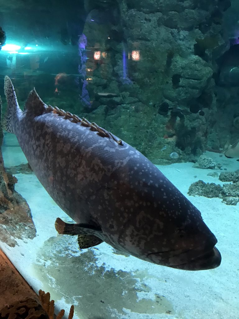 Giant Grouper at the underwater tunnel at the Ocean World at the Aquatopia aquarium