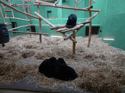 Celebes Crested Macaques at the Monkey Building at the Antwerp Zoo