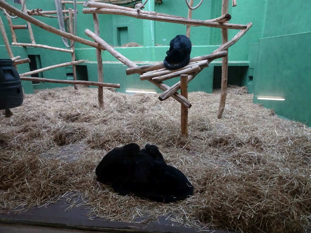 Celebes Crested Macaques at the Monkey Building at the Antwerp Zoo