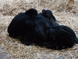 Celebes Crested Macaques at the Monkey Building at the Antwerp Zoo