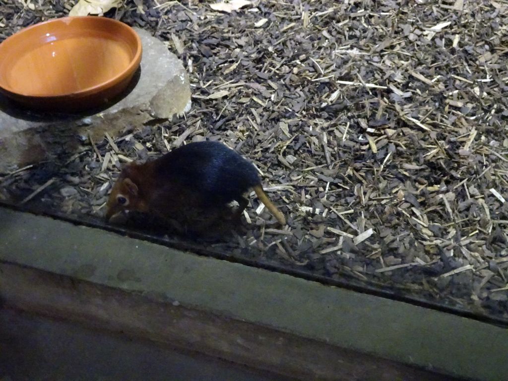 Black and Rufous Elephant Shrew at the Monkey Building at the Antwerp Zoo