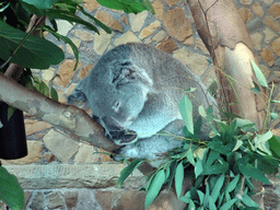 Queensland Koala at the Antwerp Zoo