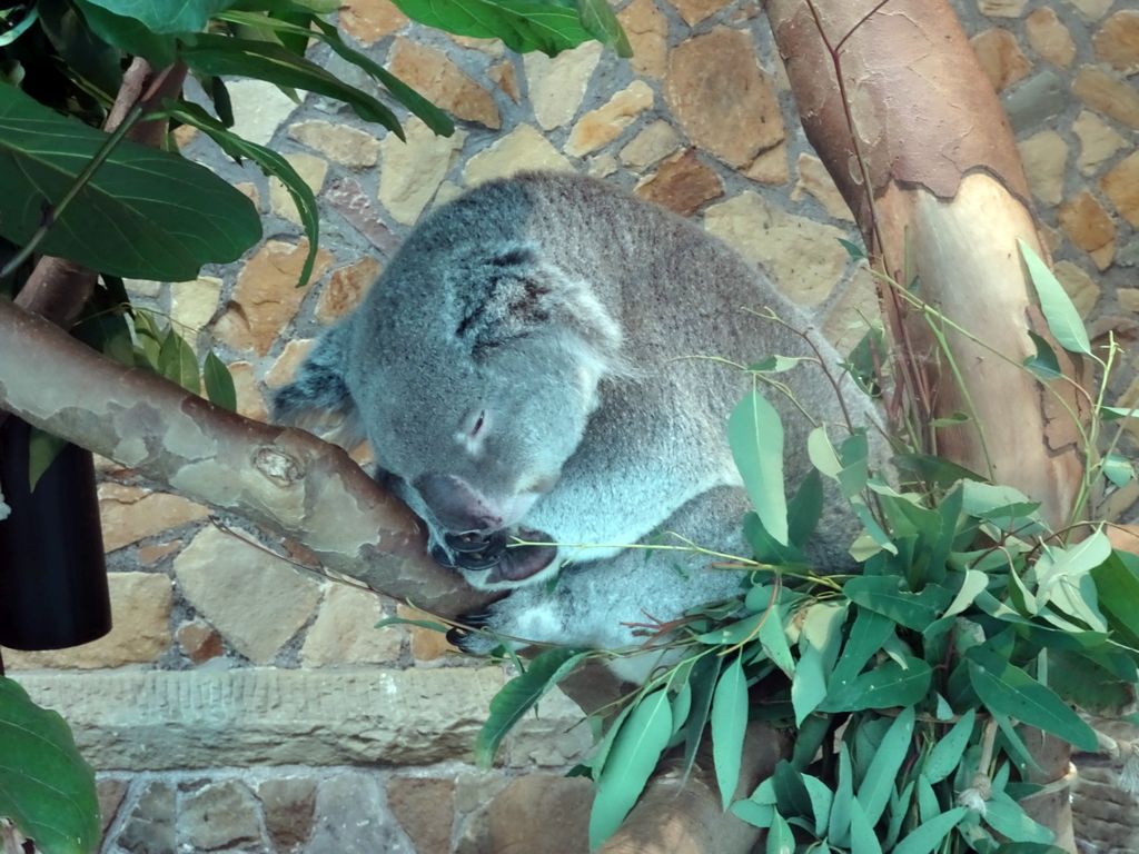 Queensland Koala at the Antwerp Zoo