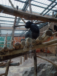 Chimpanzees at the Primate Building at the Antwerp Zoo