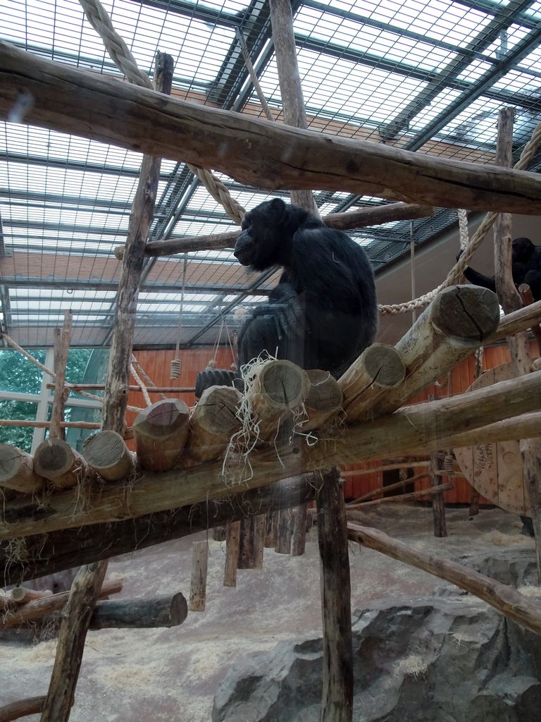 Chimpanzees at the Primate Building at the Antwerp Zoo