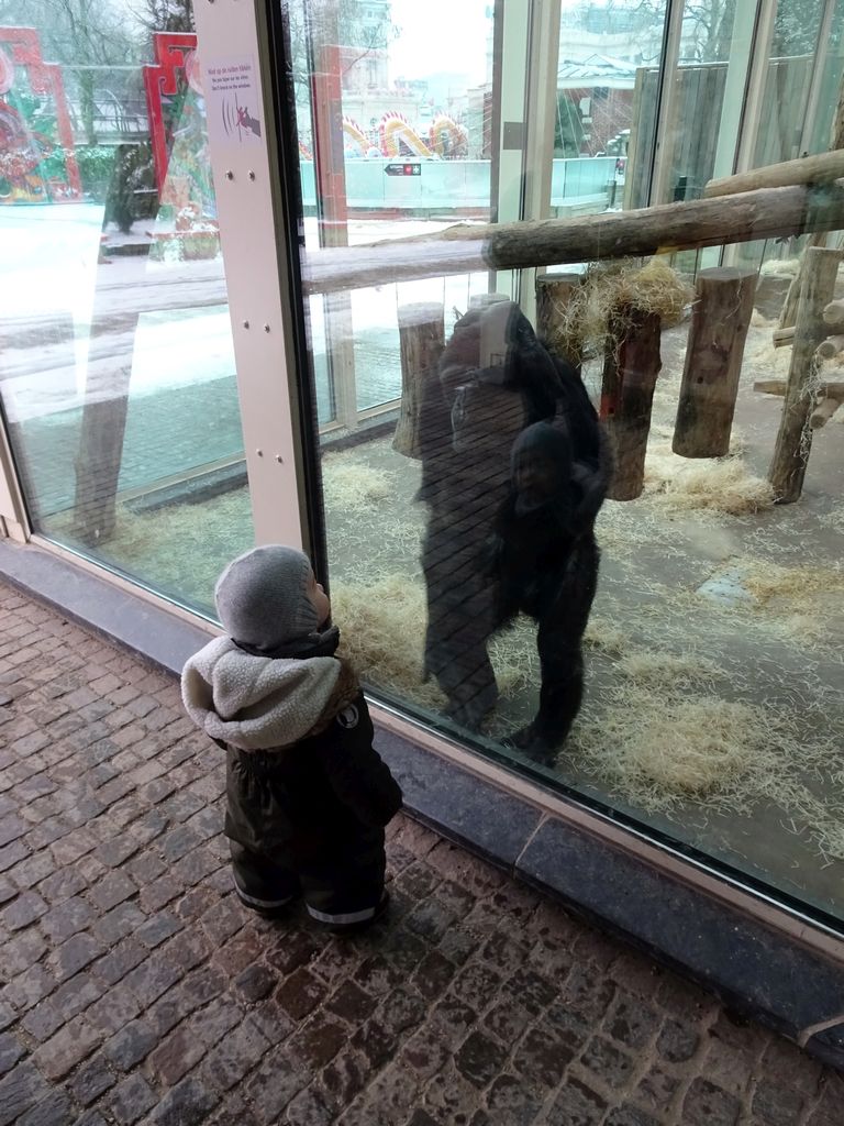 Max with a Chimpanzee at the Primate Building at the Antwerp Zoo