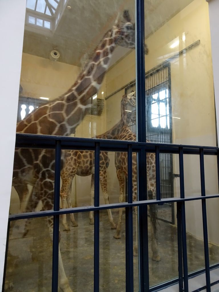 Rothschild`s Giraffes in the Egyptian Temple at the Antwerp Zoo