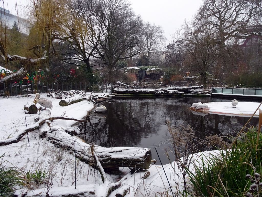 Dalmatian Pelicans at the Antwerp Zoo