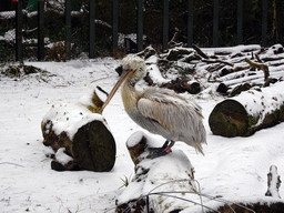 Dalmatian Pelican at the Antwerp Zoo