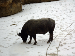 African Buffalo at the Savannah at the Antwerp Zoo, viewed from the Savanne Restaurant