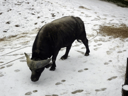 African Buffalo at the Savannah at the Antwerp Zoo, viewed from the Savanne Restaurant