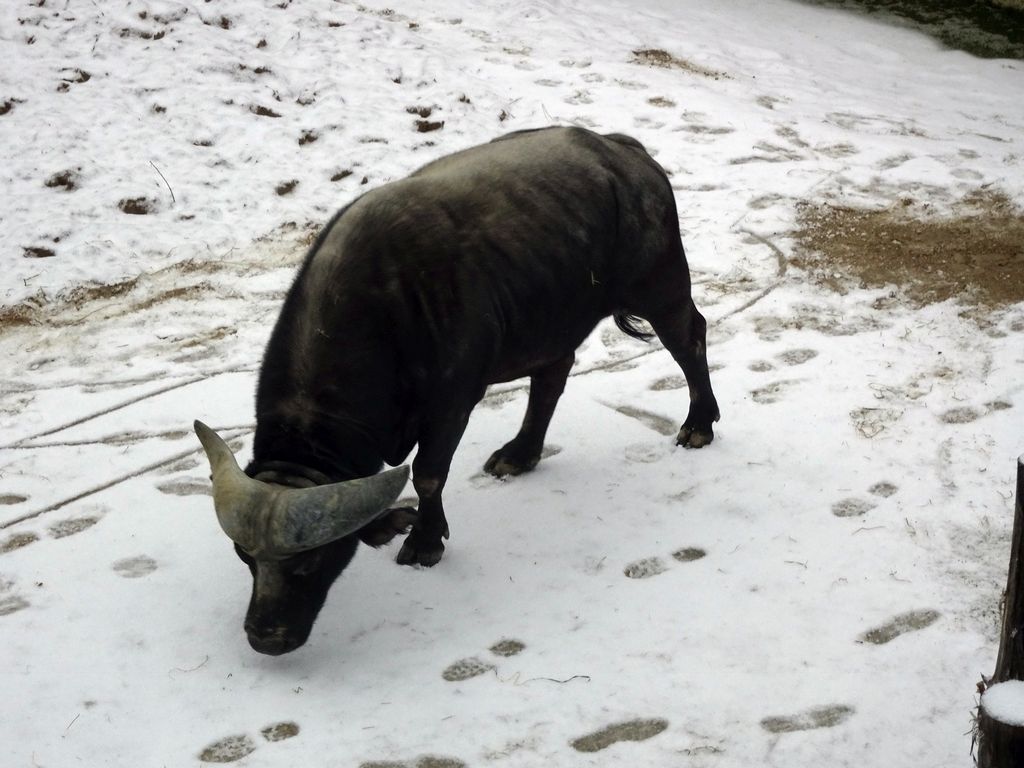 African Buffalo at the Savannah at the Antwerp Zoo, viewed from the Savanne Restaurant