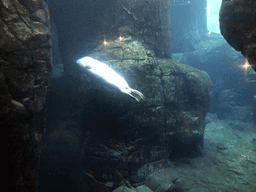 Harbor Seal under water at the Vriesland building at the Antwerp Zoo