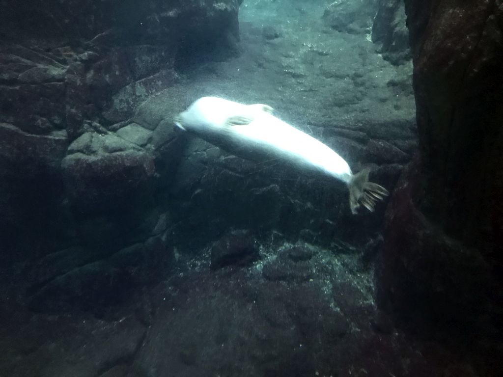 Harbor Seal under water at the Vriesland building at the Antwerp Zoo